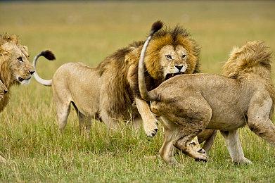 Focus 3850万美元收购《怒之铁拳4》开发商Dotemu